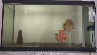 Cambio acuario por bicicleta de montaña