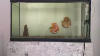 Cambio acuario por bicicleta de montaña