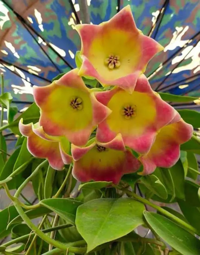 Hoya Lauterbachi fiore di cera