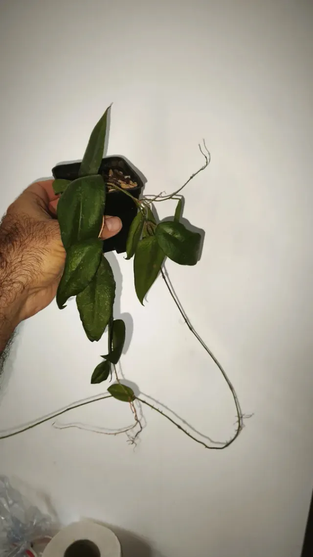 Hoya Causata fiore di cera