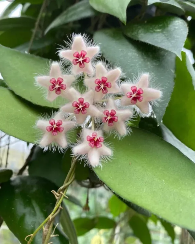 Hoya Causata fiore di cera