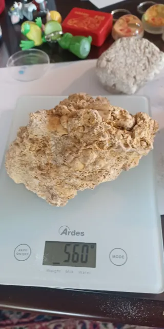 Pietra calcarea con segni fossili, Caltanissetta