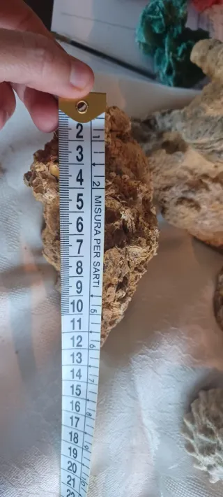 Pietra calcarea con segni fossili, Caltanissetta