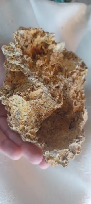 Pietra calcarea con segni fossili, Caltanissetta