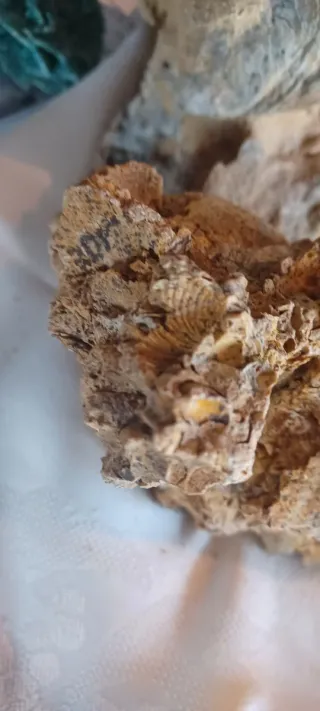 Pietra calcarea con segni fossili, Caltanissetta