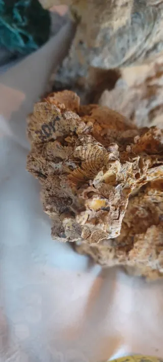 Pietra calcarea con segni fossili, Caltanissetta