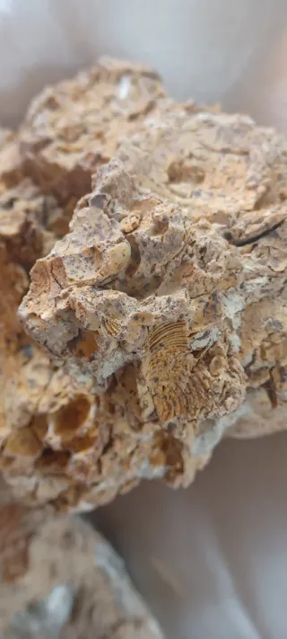 Pietra calcarea con segni fossili, Caltanissetta