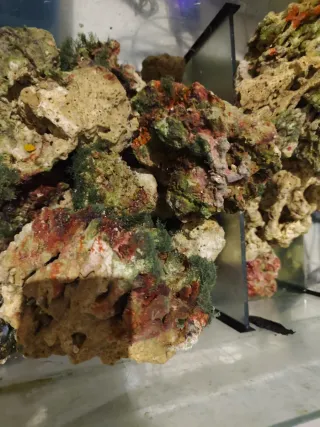 Roca viva para acuario