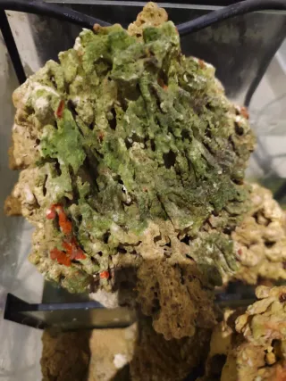 Roca viva para acuario