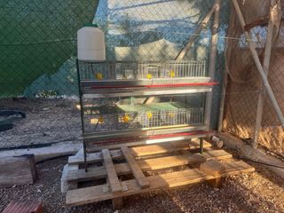 Jaula para codornices