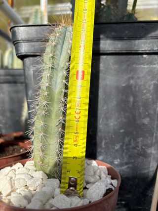 Cactus en maceta con piedras blancas