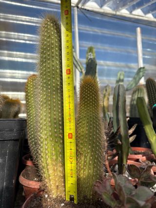 Cactus alto con espinas