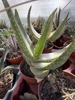 Planta Aloe Vera Grande