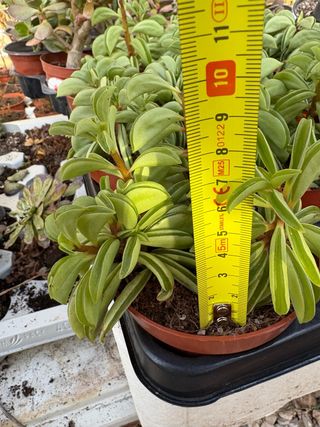 Planta suculenta Peperomia