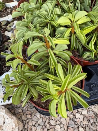 Planta suculenta Peperomia