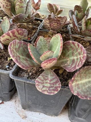 Cactus Kalanchoe con manchas