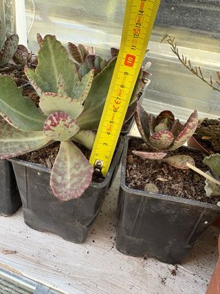 Cactus Kalanchoe con manchas