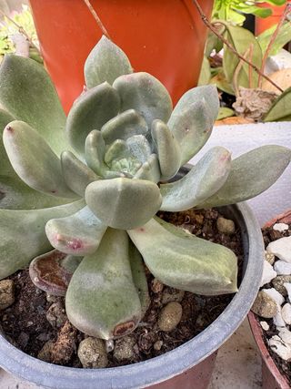 Suculenta Echeveria