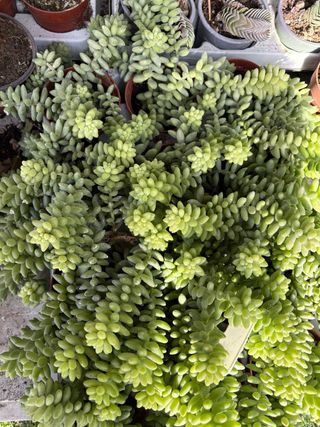 Sedum morganianum (Cola de Burro)