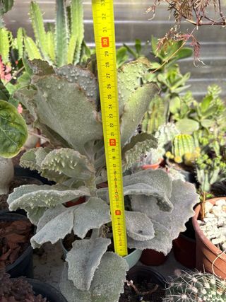 Cactus grande con maceta