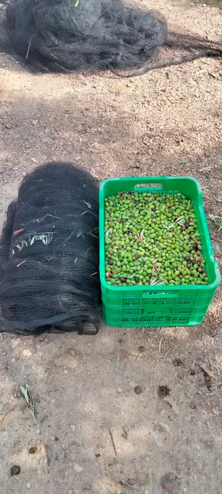 2 Redes 6x4 para recoger Aceitunas