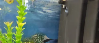 Acquario completo 80 litri