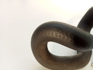 TUBO BMW SERIE 3 BERLINA (E46) (4)