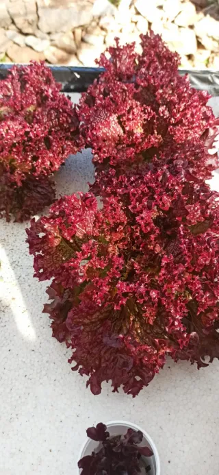 Lechugas gourmet ecológicas hidropónicas