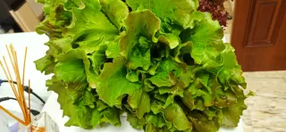 Lechugas gourmet ecológicas hidropónicas