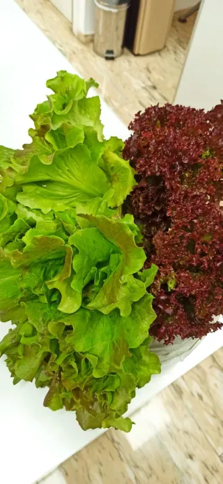 Lechugas gourmet ecológicas hidropónicas