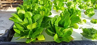 Lechugas gourmet ecológicas hidropónicas
