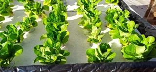 Lechugas gourmet ecológicas hidropónicas