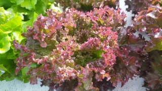 Cultivos Hidropónicos Naturales