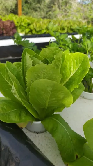 Cultivos Hidropónicos Naturales