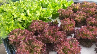 Cultivos Hidropónicos Naturales