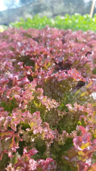 Cultivos Hidropónicos Naturales