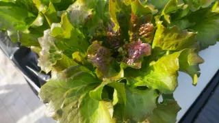 Cultivos Hidropónicos Naturales