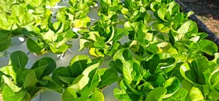 Cultivos Hidropónicos Naturales