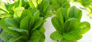 Cultivos Hidropónicos Naturales