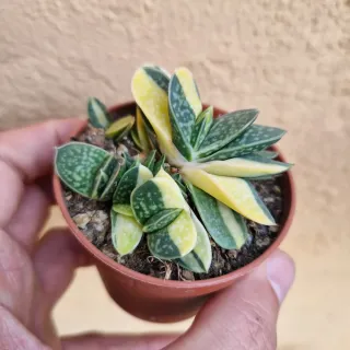 Gasteria Shimano Fuji