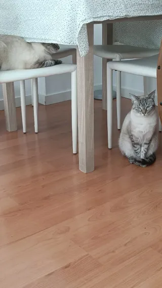 Comedor extensible madera 90cm x 90 cm sillas