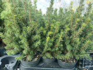 PICEAS GLAUCA. PLANTA DE ABETO