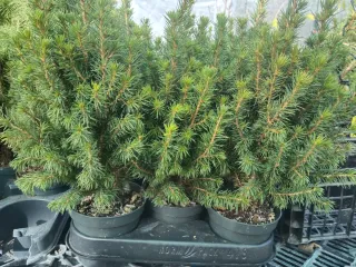 PICEAS GLAUCA. PLANTA DE ABETO