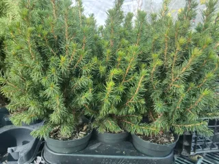 PICEAS GLAUCA. PLANTA DE ABETO