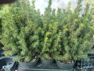 PICEAS GLAUCA. PLANTA DE ABETO