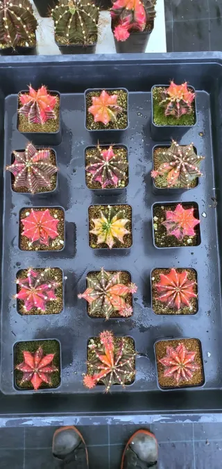 Gynocalcium variegados