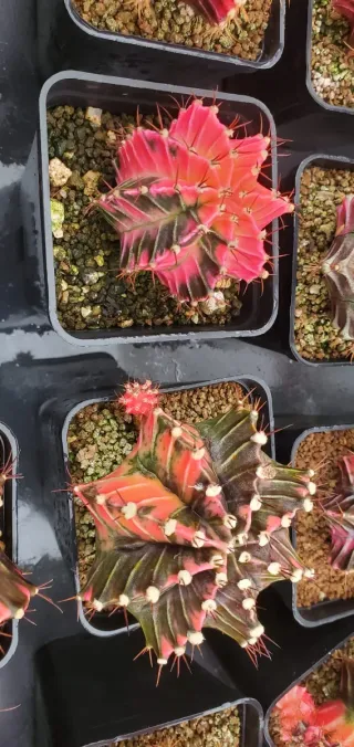 Gynocalcium variegados