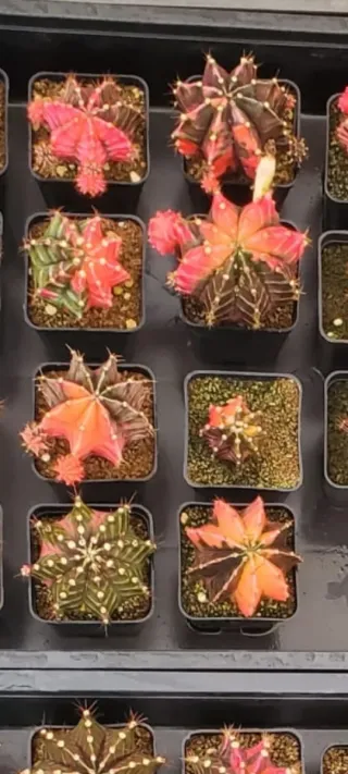 Gynocalcium variegados