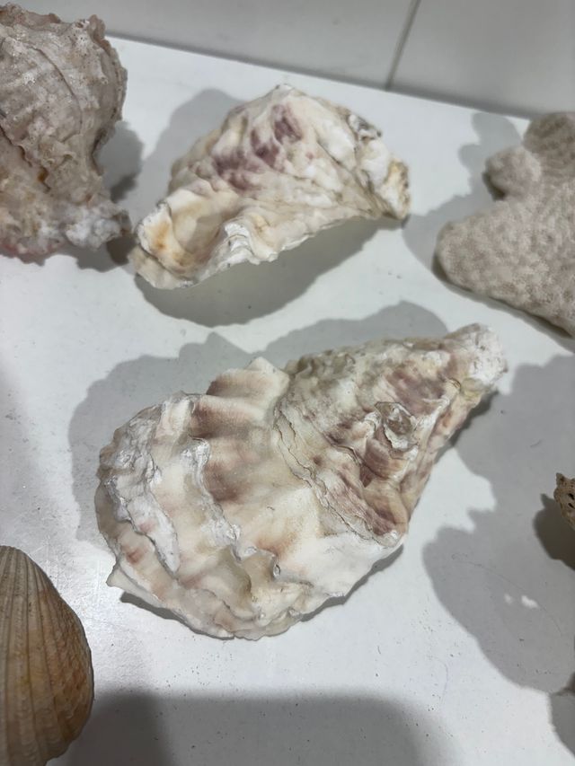 Conchas marinas decorativas