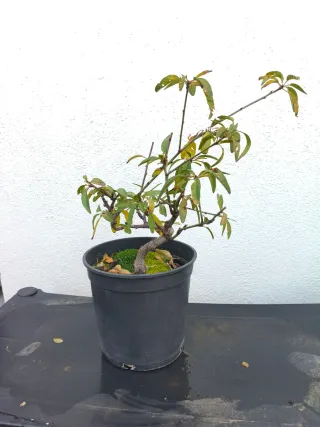 Prebonsai Almendro con movimiento